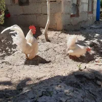 جفت مرغ خروس جاپونیز سفید