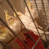 عروس هلندی