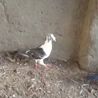 یک جفت نروماده ابلق