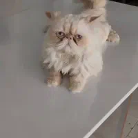 پرشین سوپر فلت