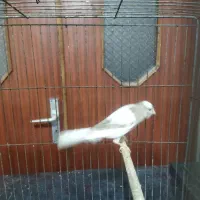 قناری سوپری سفید آهویی جفتی سهره