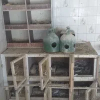 جفت کن دون خوری ابخوری کبوتر