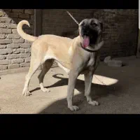 سگ سرابی اصیل