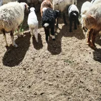 میش|حیوانات مزرعه|اقلید, |دیوار