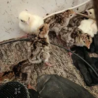 جوجه بوقلمون محلی اصل