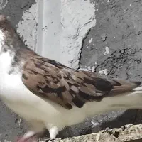 خوشرنگ