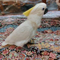 جوجه کاکادو بیگ سایز واقعی دم دونخور.کاسکو آرا