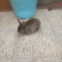خرگوش