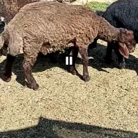 بره نر همو