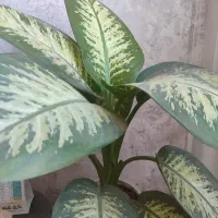 سه‌تار‌فروشی