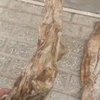 لبنیات دوغ گاو 20گوسفند 30عمده گالنی مشک