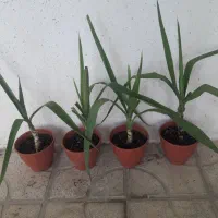 گل یوگا|گل و گیاه طبیعی|شیراز, رکن‌آباد|دیوار