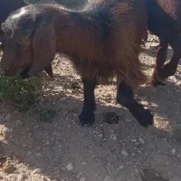 بزغاله ماده 3ماهه