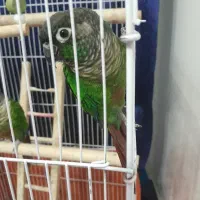 یک جفت پرنده گرینچیک