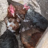 مرغ تخمی دانه ۷۰۰ فقط ۲تاهست