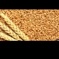 گندم آبی رقم دانش