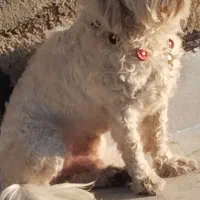 سگ پاکوتاه پیدا شده