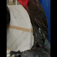 خروس لاری اصل