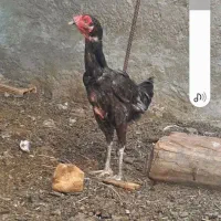 مرغ ن سلام استا کاشی کارم در خاش