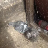 دوتا|پرنده|مشهد, محمدآباد|دیوار