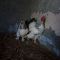 جوجه برهما