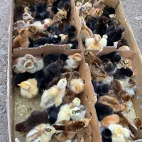 جوجه گردن لخت کلاهی