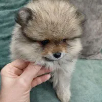 توله پامر خرسی ۳ماهه