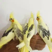 انواع نژاد عروس هلندی