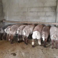گوسفند