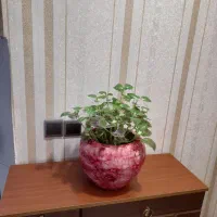 گل طبیعی|گل و گیاه طبیعی|مشهد, الهیه|دیوار