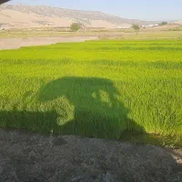 فروش تویلکی نشادر سرابله