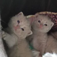 تنهایک ماده ی اسکاتیش باقی مانده