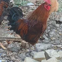 خروس و جوجه خروس اردک