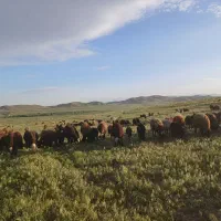فروش ۲۰راس میش