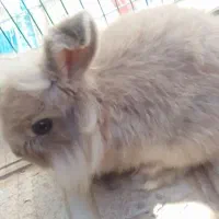 خرگوش