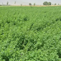 فروش یونجه