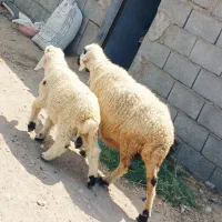 جفت میش بره نر شیرمست