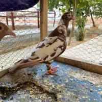 جفت کارل میولمنز اصل