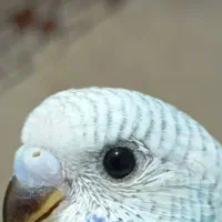 مرغ عشق