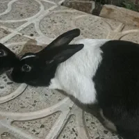 فروش خرگوش