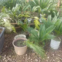 سیکاس|گل و گیاه طبیعی|خمام, |دیوار
