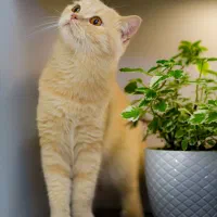 گربه اسکاتیش