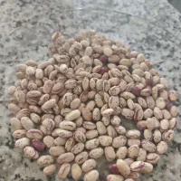لوبیا چیتی