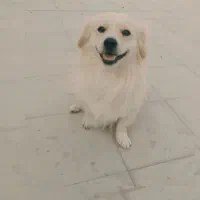 سگ پا کوتاه