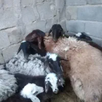 گوسفند نژاد دار همو هترو
