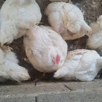 مرغ ارگانیک