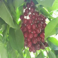 باغچه ۲۴۰ متر هنزا لواسان بزرگ