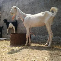 فروش بز درجه یک ابستن