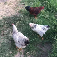 دو عدد مرغ جوان و یک عدد خروس جوان