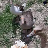 قاز و قوقاز